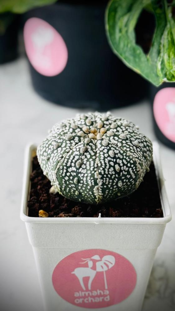 CACTUS MIXED VARIETY