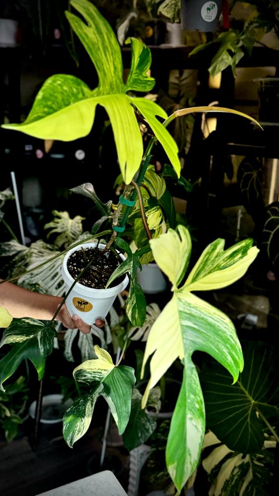 PHILODENDRON FLORIDA x SQUAMIFERUM VARIEGATED