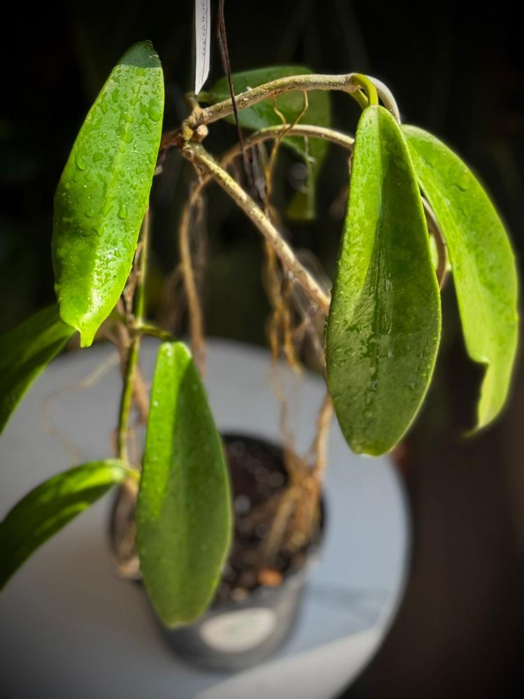 HOYA TREUBIANA