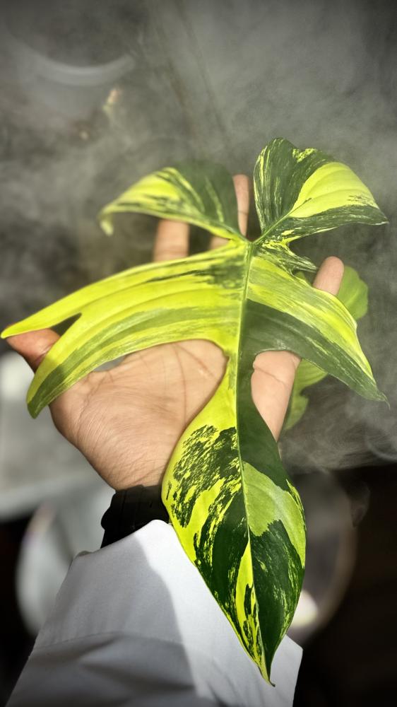 PHILODENDRON FLORIDA x SQUAMIFERUM VARIEGATED