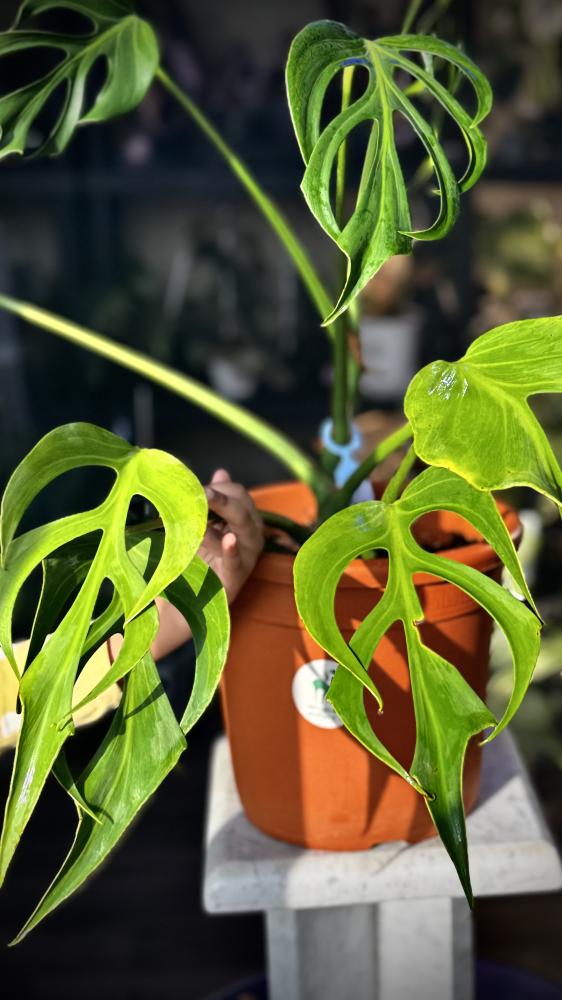 MONSTERA BURLE MARX FRAME