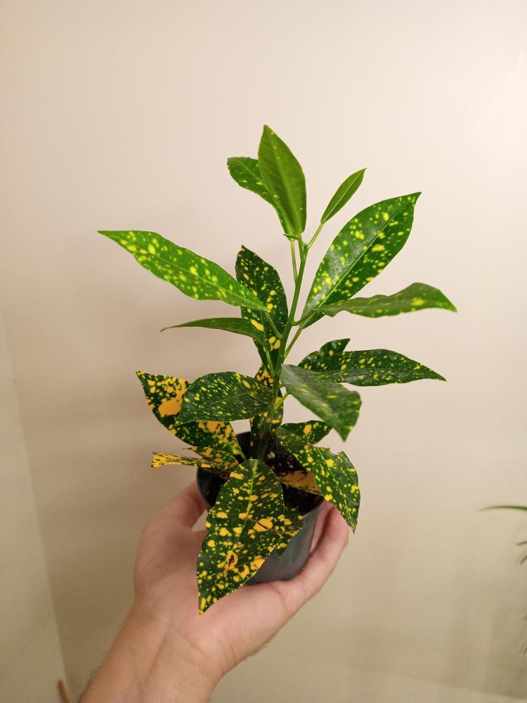 Codiaeum Gold Dust - كوديوم غبار الذهب