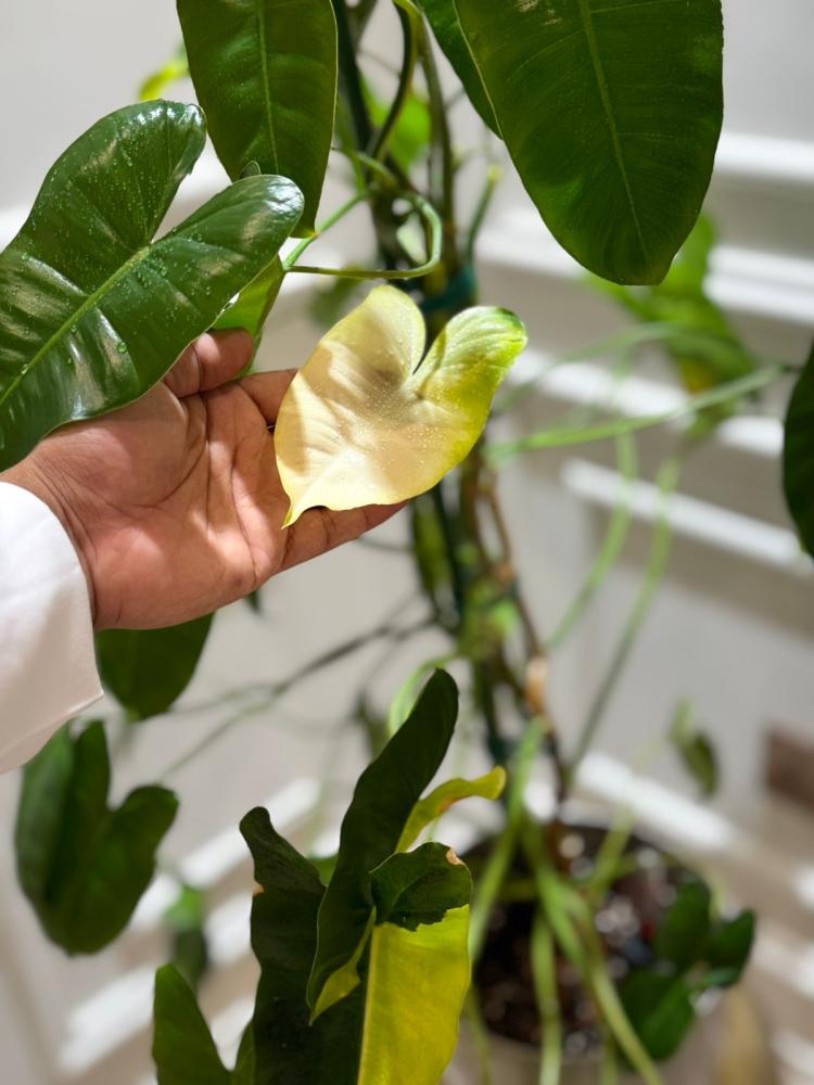 فيلوديندرون بيرل ماركس متنوع  - Philodendron Burle Marx Variegated