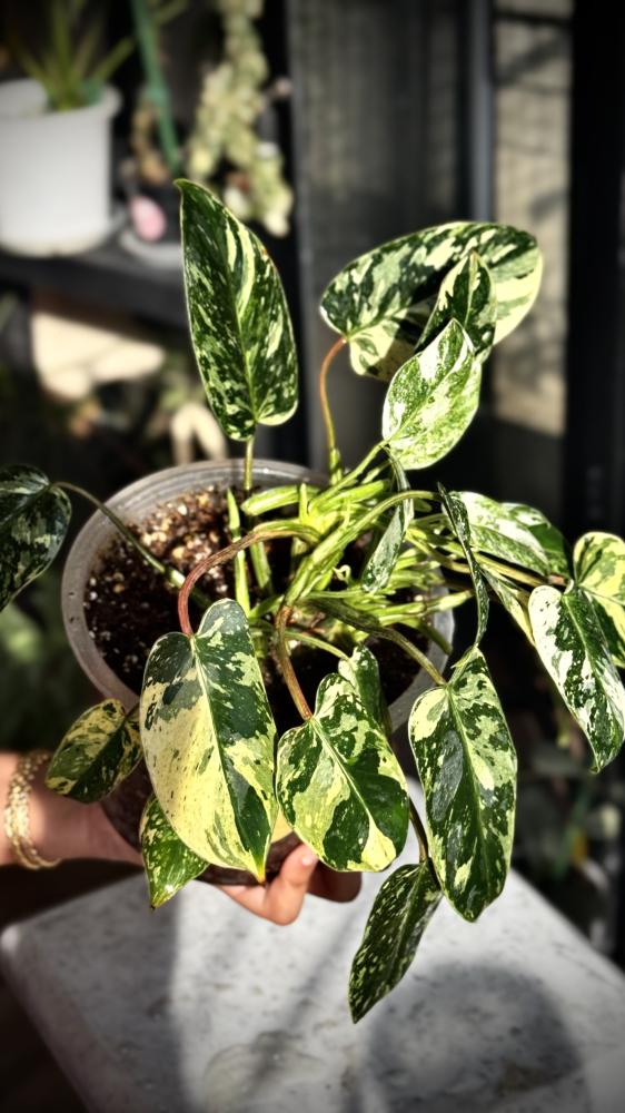PHILODENDRON EMERALD QUEEN