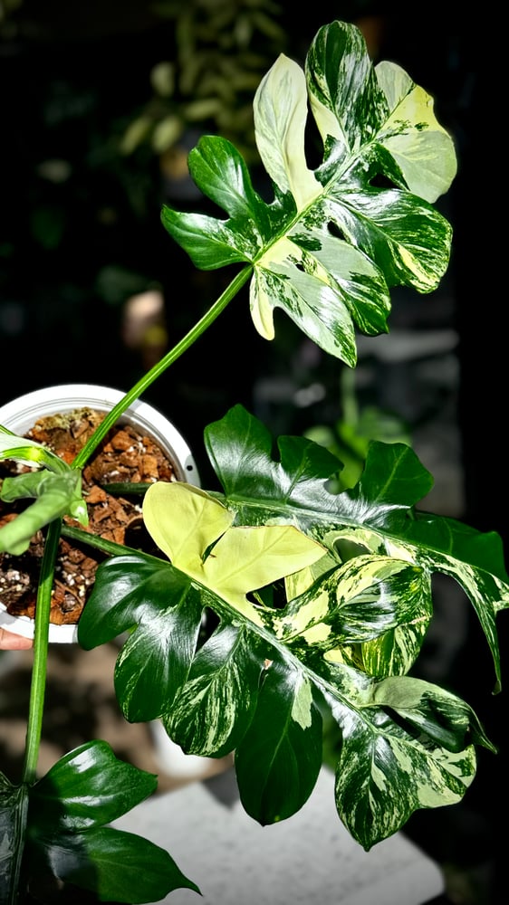 PHILODENDRON DISTANTILOBUM VARIEGATED