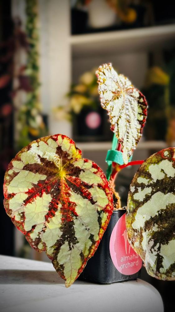 BEGONIA REX MIX VARIETIES