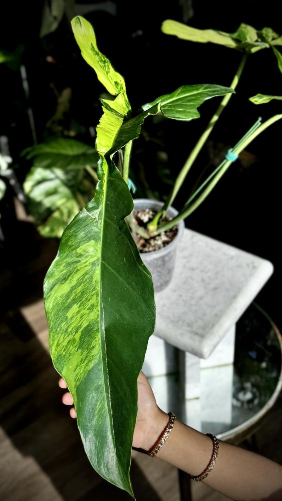 philodendron joepii variegated