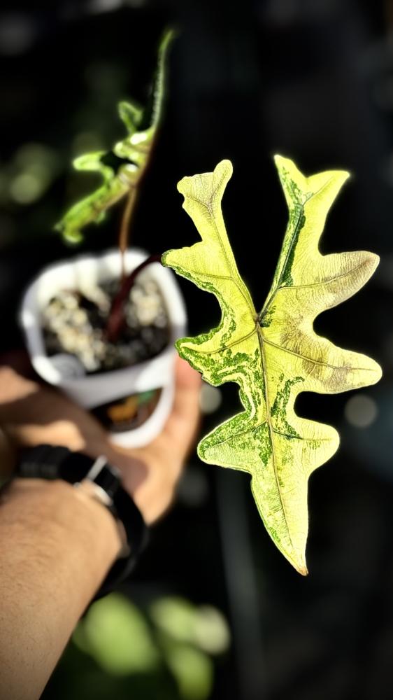 ALOCASIA JACKLYN AUREA