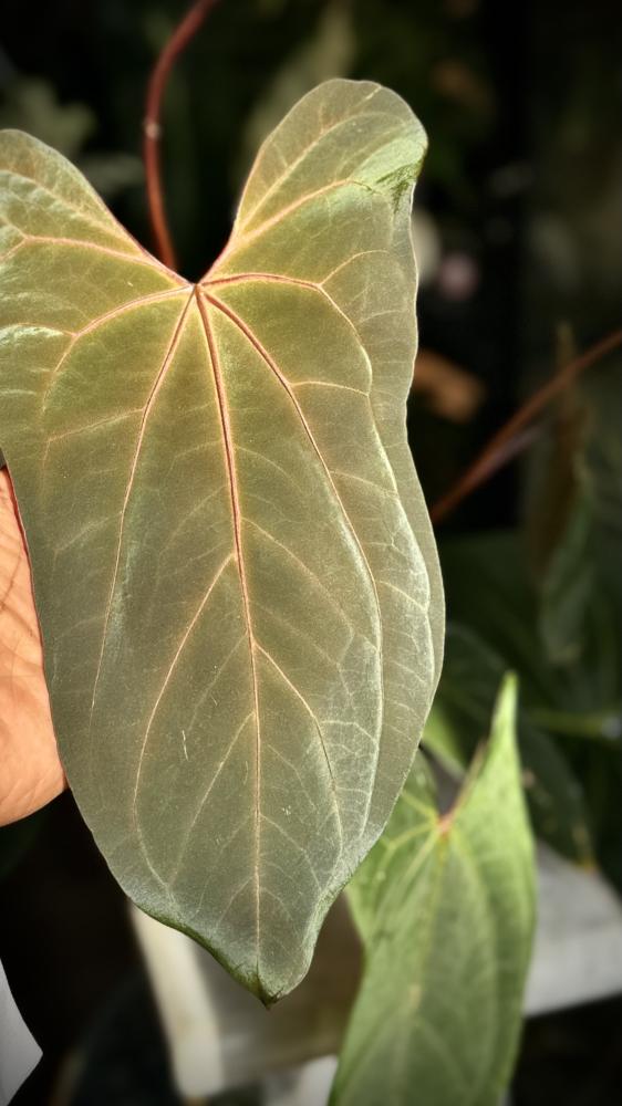 ANTHURIUM HYBRID MIX
