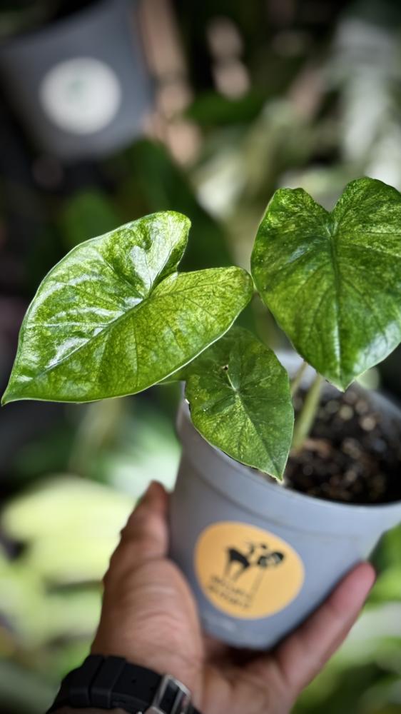 Alocasia Wentiee