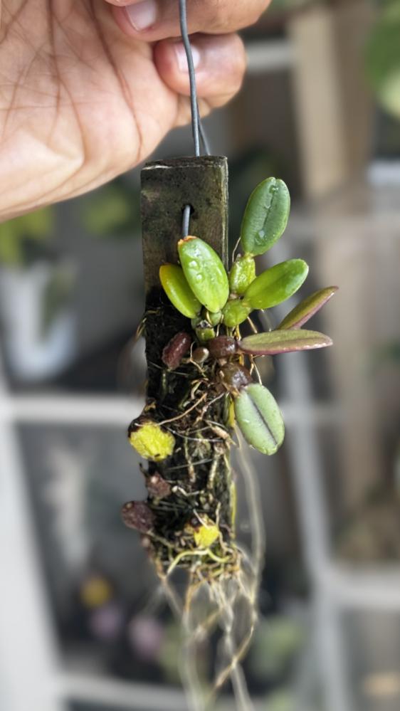 MINI ORCHID - BULBOPHYLLUM INCLINATUMI