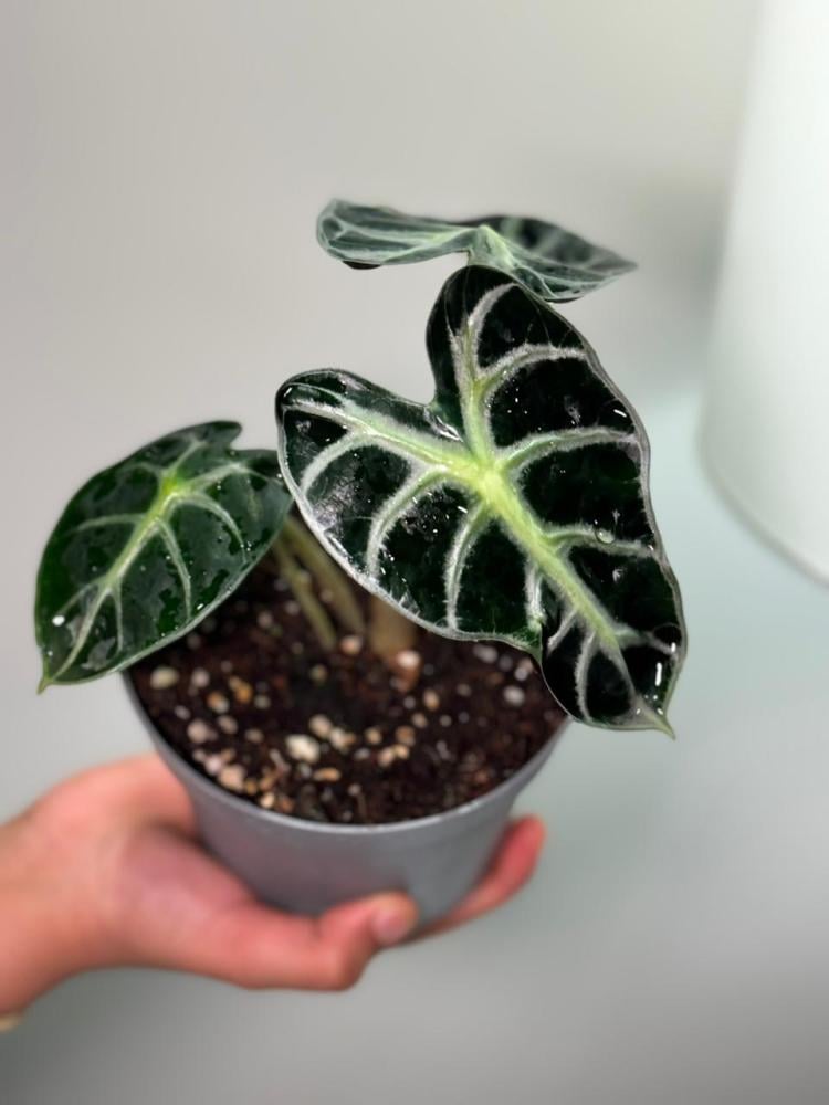 alocasia heart balloon