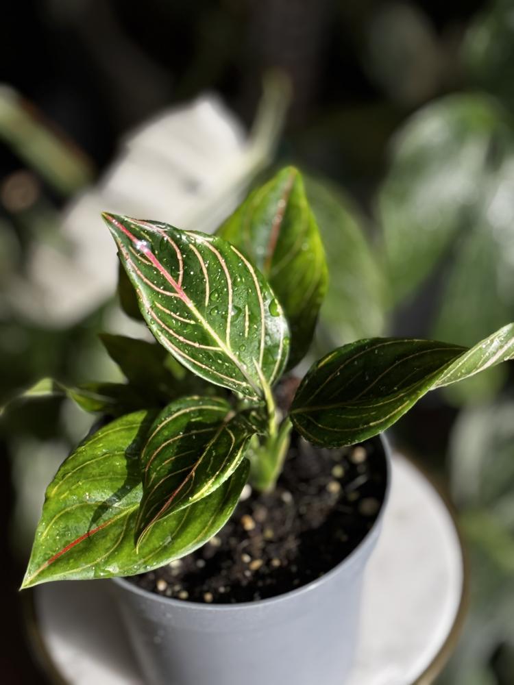 Aglaonema Red Vein