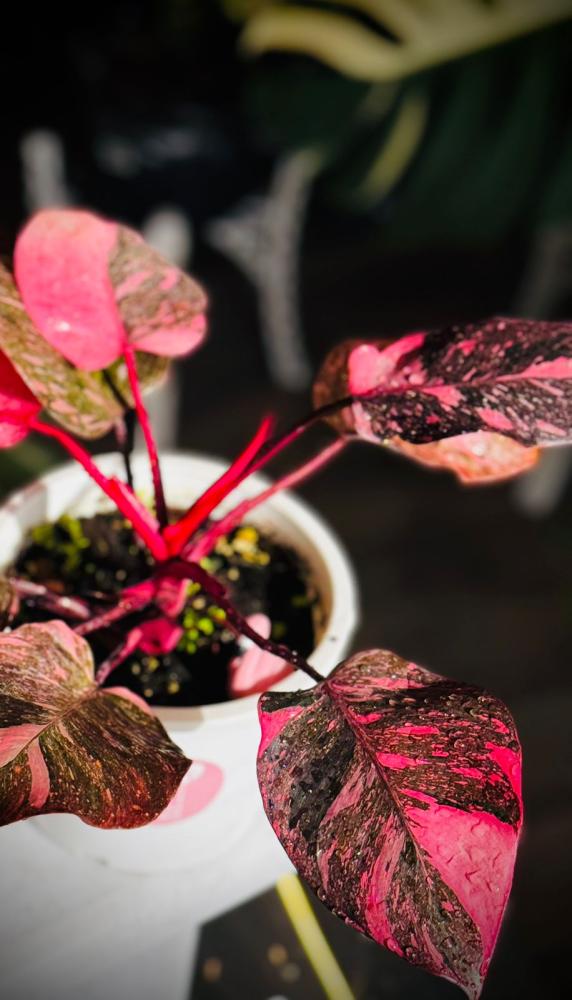 PHILODENDRON PINK PRINCESS MARBLE GALEXY