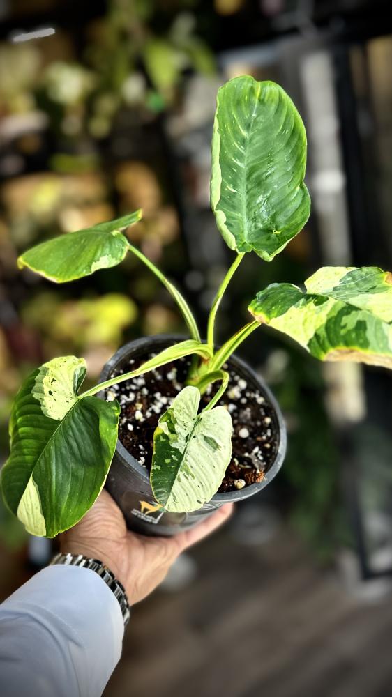 MONSTERA LANIATA MOTT
