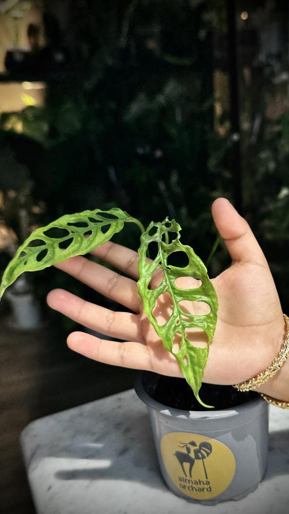 MONSTERA OBLIQUA