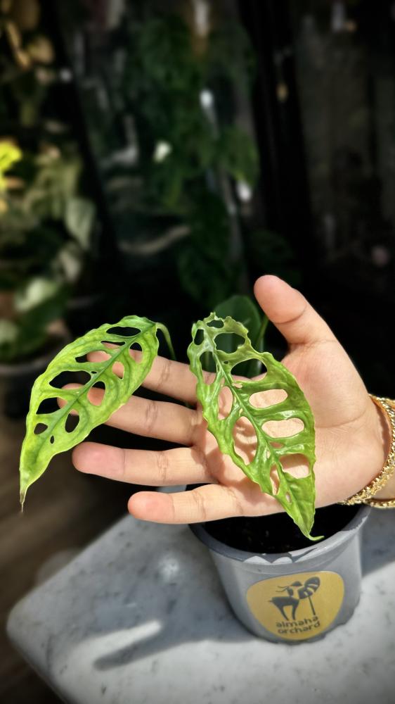 MONSTERA OBLIQUA