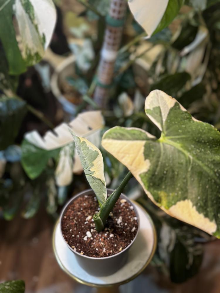 Alocasia Mickey Mouse
