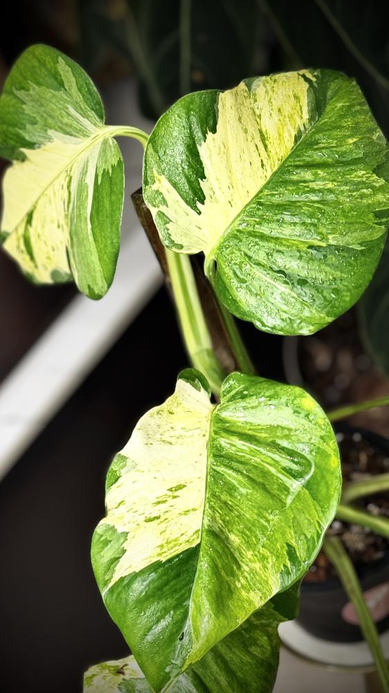 POTHOS N JOY (BIG LEAF)