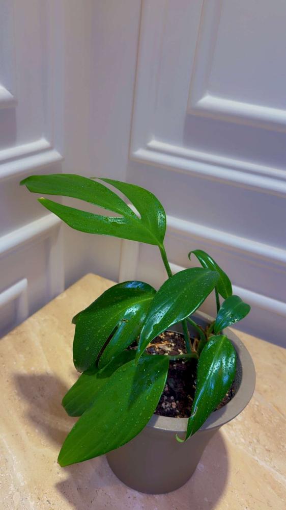 رافيدوفورا ديكورسيفا (ذيل تنين الوحش) - Raphidophora Decursiva -  (Monstera Dragon tail)