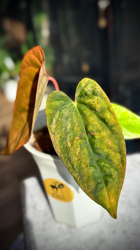 ANTHURIUM HYBRID VARIEGATED