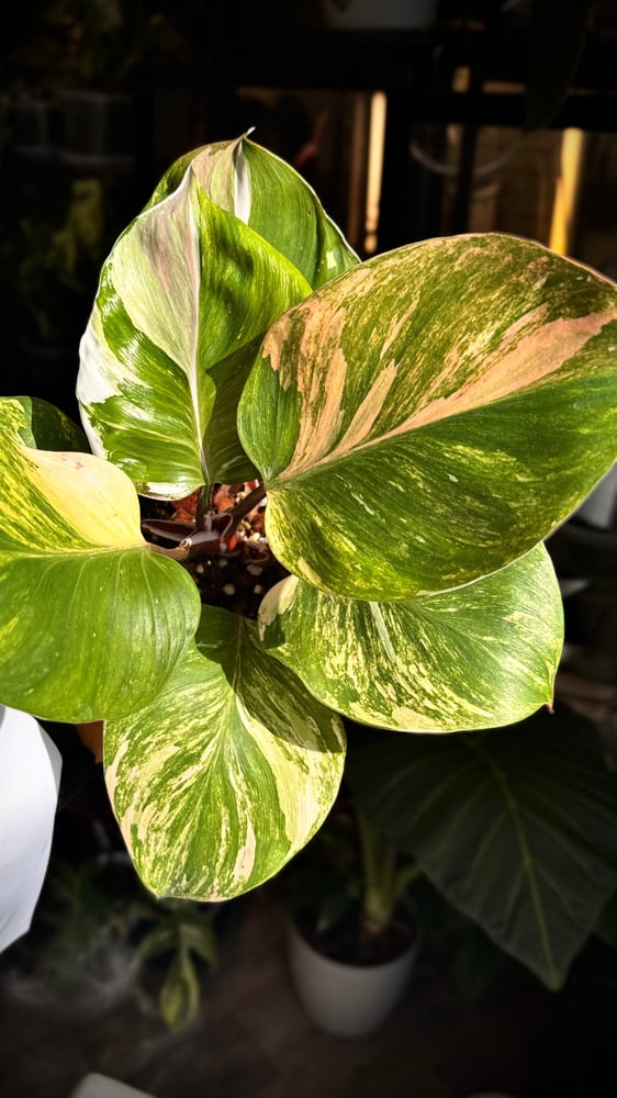Philodendron White Wizard Tricolor