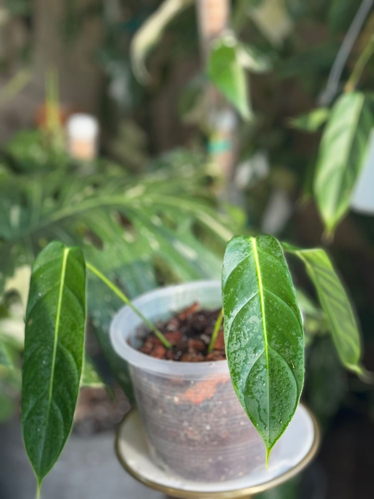PHILODENDRON PATRICIAE