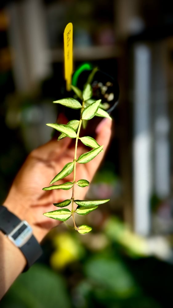 HOYA BELLA VARIEGATED