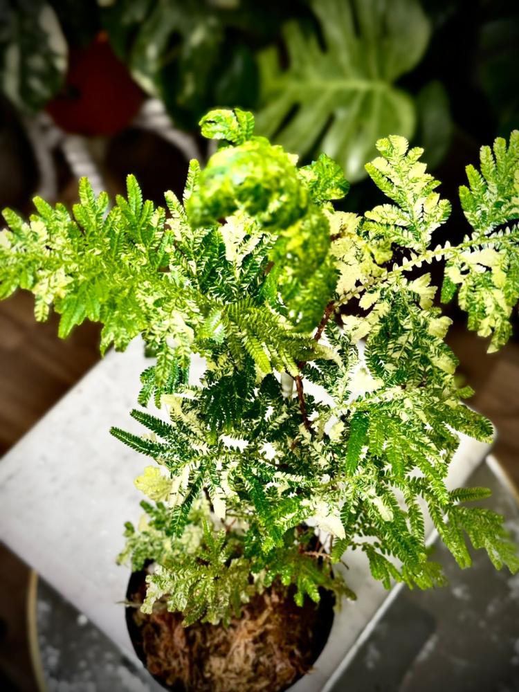 SELAGINELLA FERN Variegated