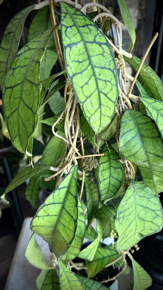 HOYA Kalimantan
