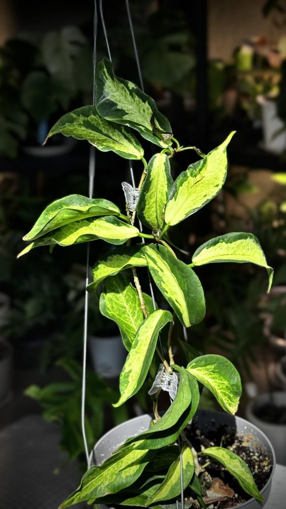HOYA KENEJIANA ALBO