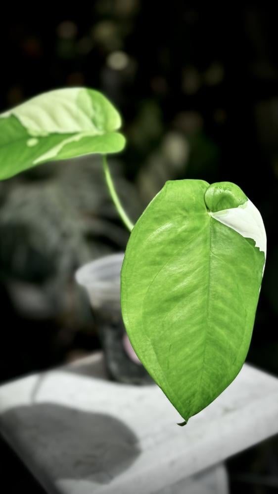syngonium chiapense variegated