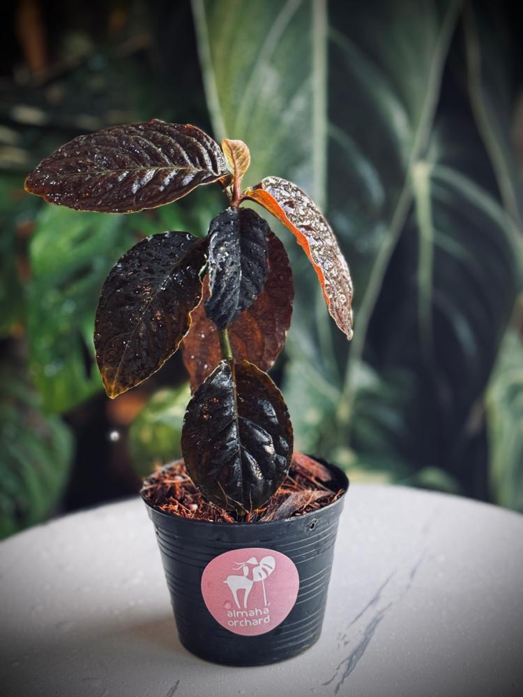 ARDISIA BLACK BOAT