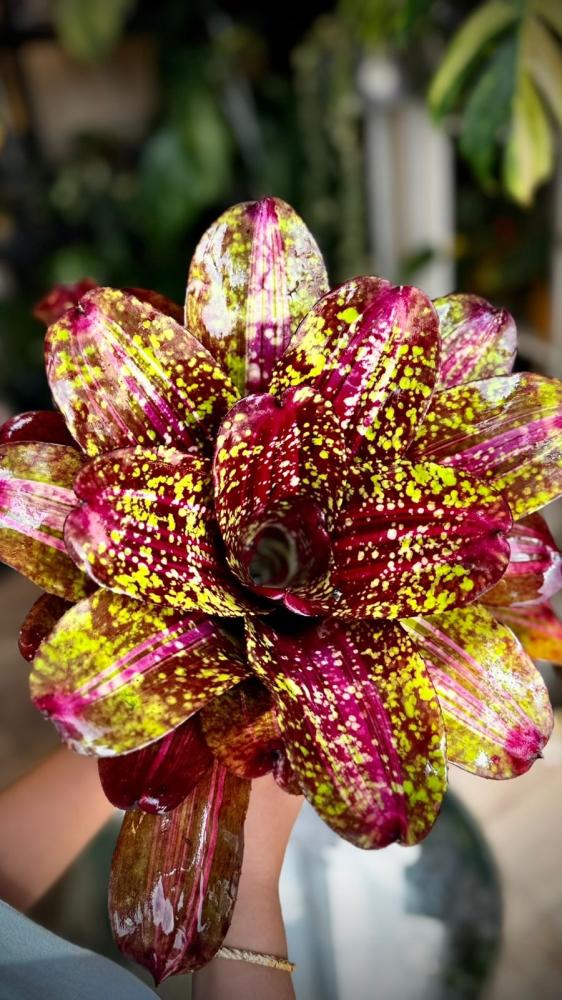 BROMELIAD MIX VARIETIES