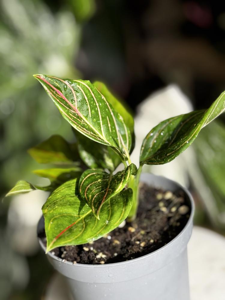 Aglaonema Red Vein