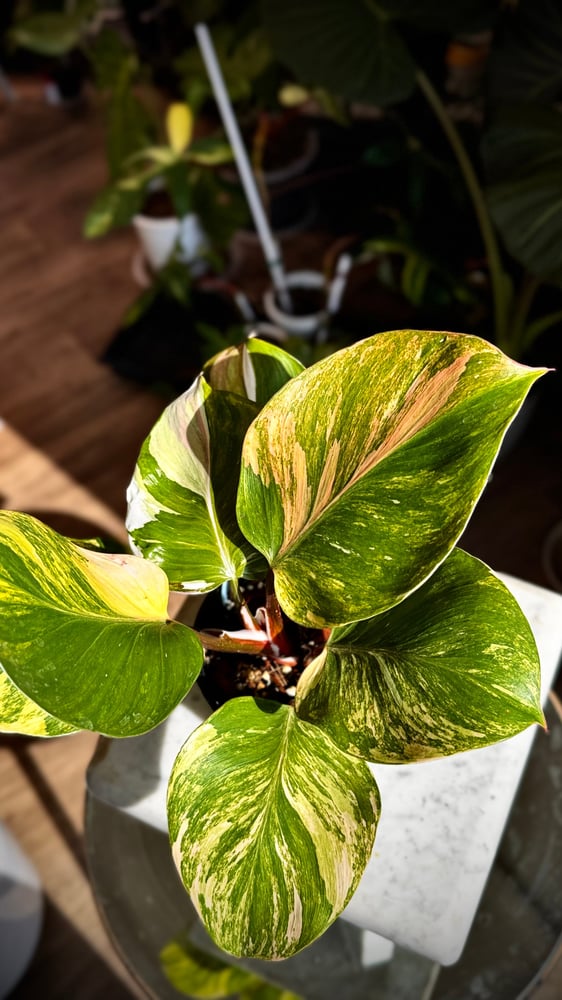 Philodendron White Wizard Tricolor