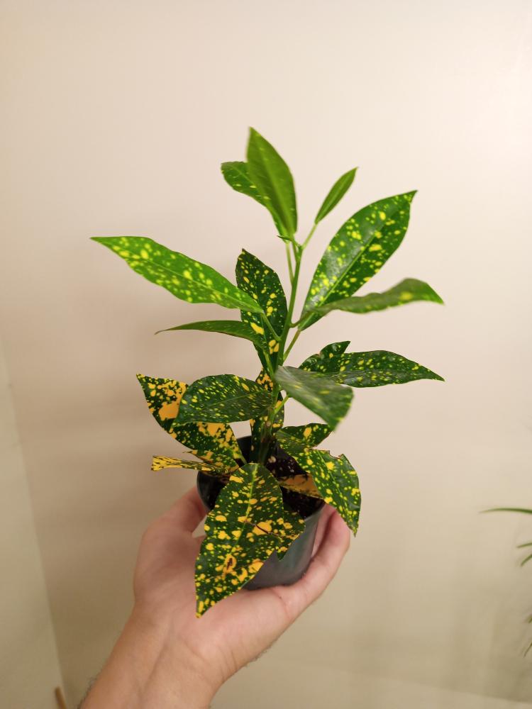 Codiaeum Gold Dust - كوديوم غبار الذهب
