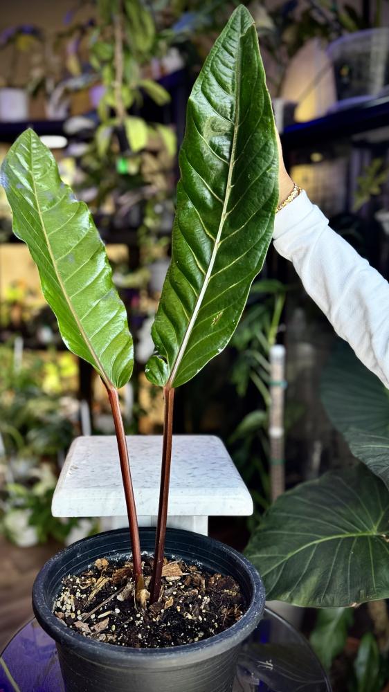 ANTHURIUM HOOKERI BLACK DRAGON