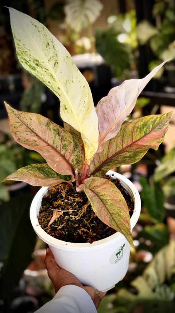 anthurium renaissance variegated