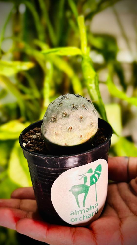 TEPHROCACTUS GEOMETRICUS