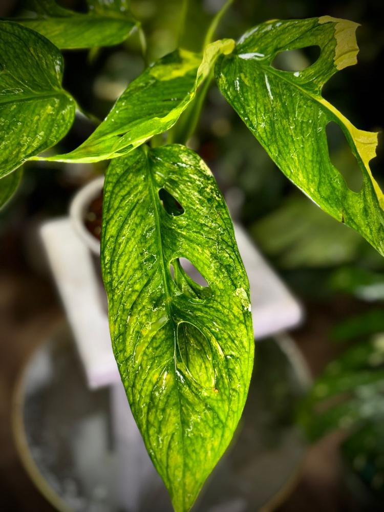 MONSTERA OBLIQUA MAYUNA Variegated