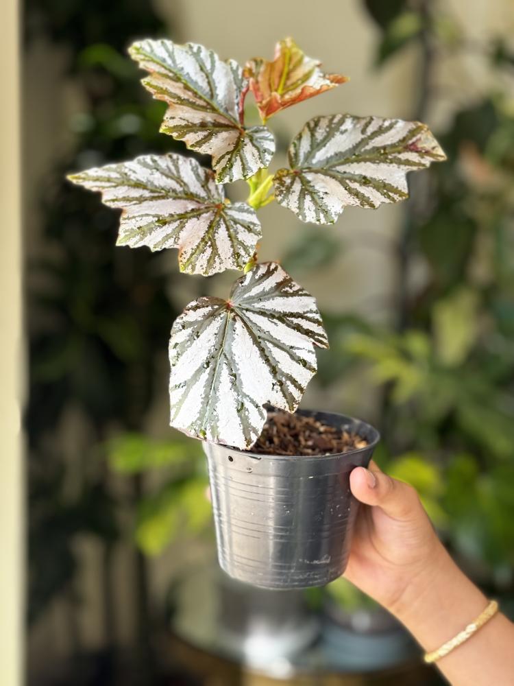 BEGONIA REX MIX VARIETY