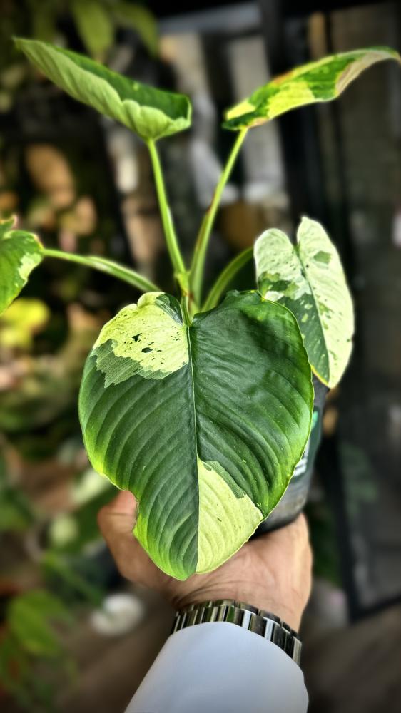 MONSTERA LANIATA MOTT