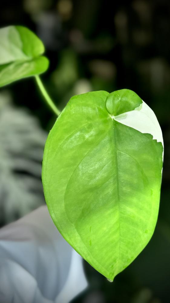 syngonium chiapense variegated