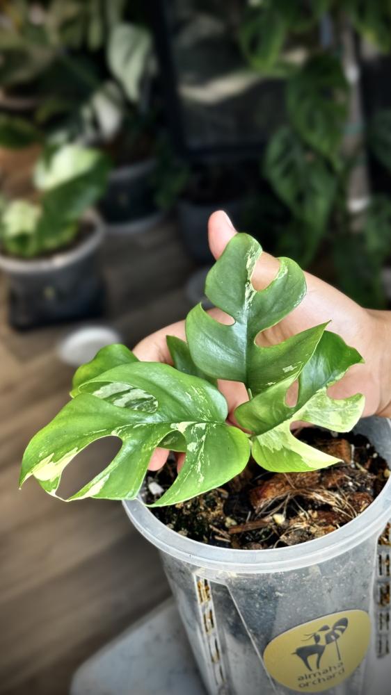 onstera ginny variegated
