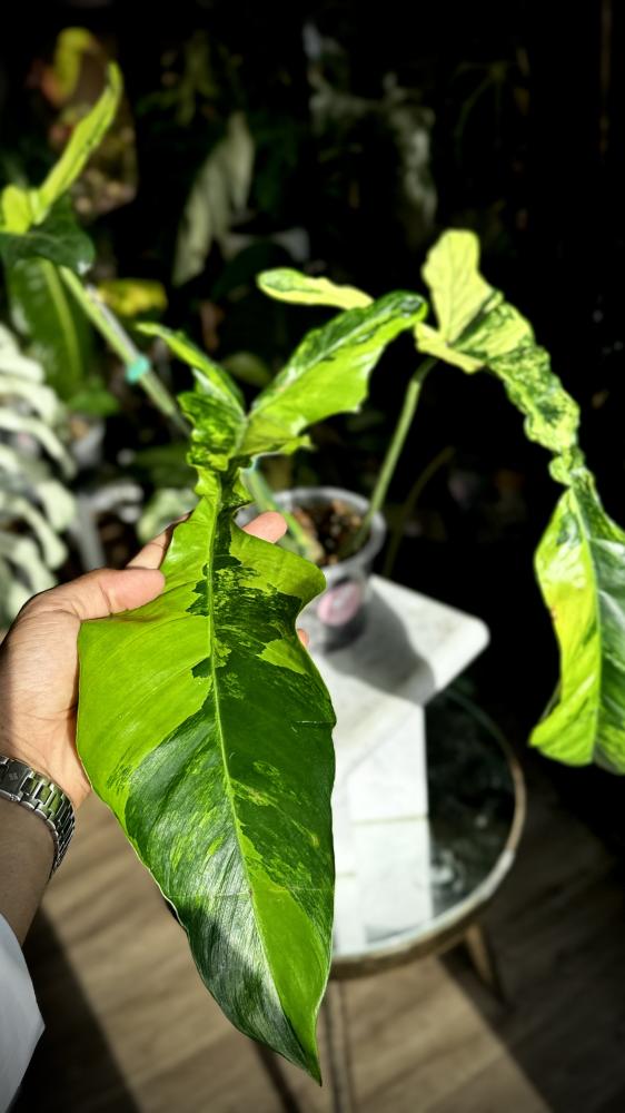 philodendron joepii variegated