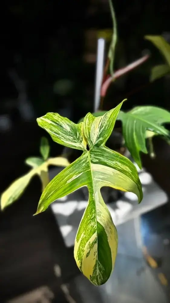 philodendron florida beauty variegated