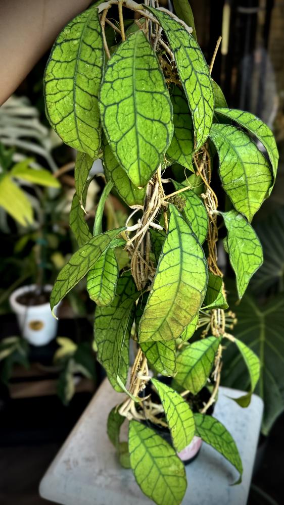 HOYA Kalimantan