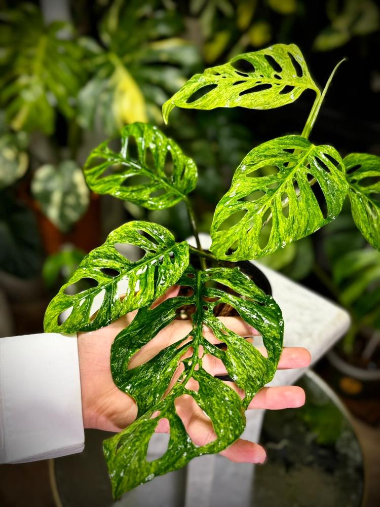 MONSTERA LANIATA MOTTLED  Variegated