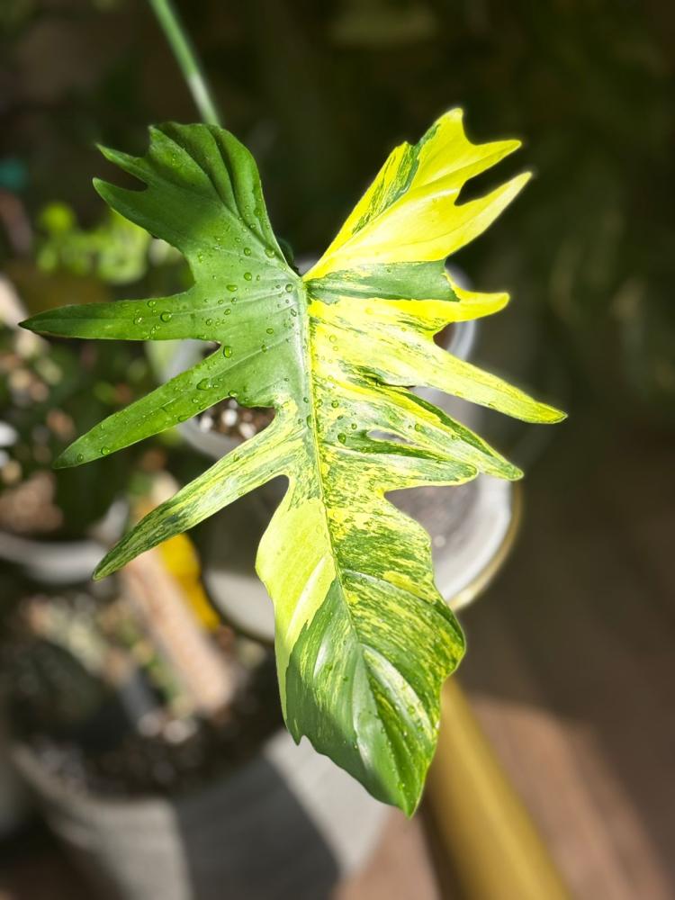 philodendron florida bauty x